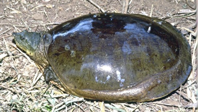 INDIAN FLAPSHELL TURTLES